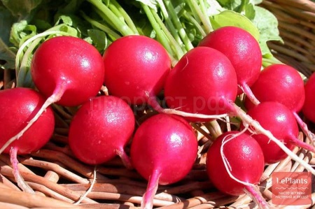 PROROST XXXL Редис Жара 10г