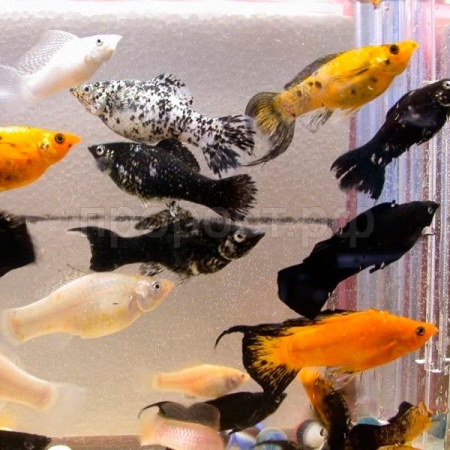 Рыба Моллинезия в ассортименте