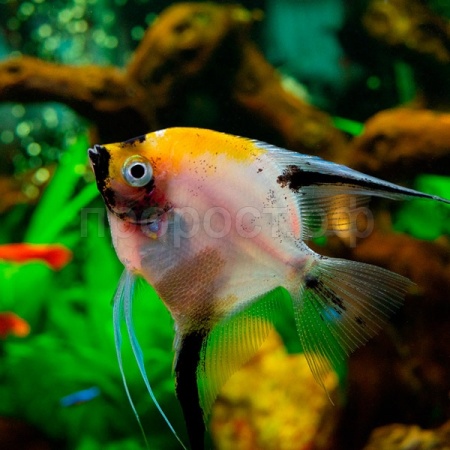 Рыба Скалярия микс М