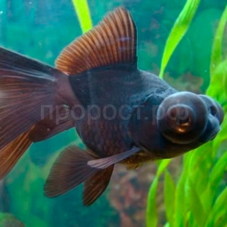 Рыба Телескоп 