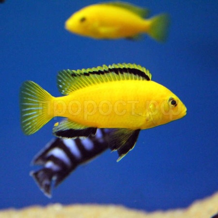 Рыба Цихлида ассорти S