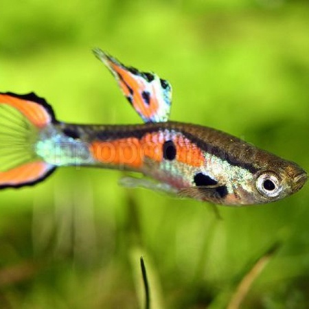 Рыба Гуппи вильчатая Венесуэлла M