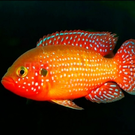 Рыба Хромис-красавец