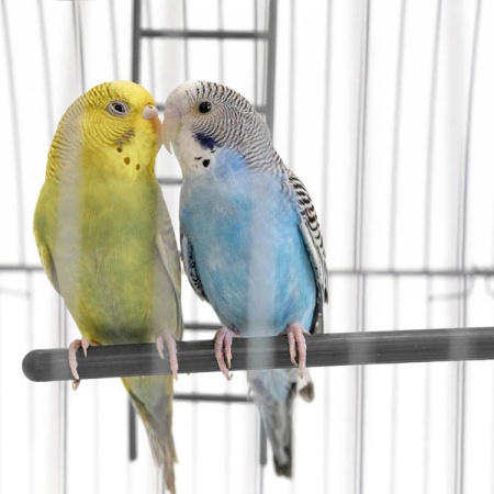 Клетка д/птиц ЛОРА-2 ECO 58*40*88см (укомплект) 2 секции серая/4611/Дарэлл