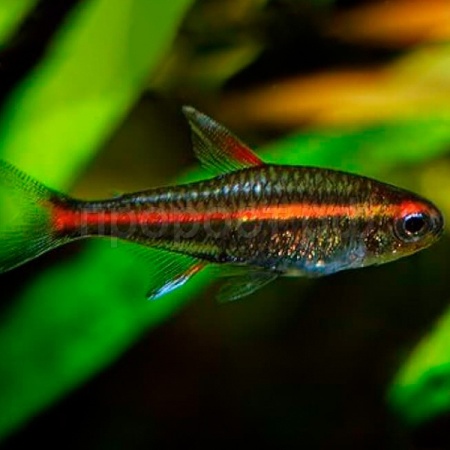 Рыба Эритрозонус