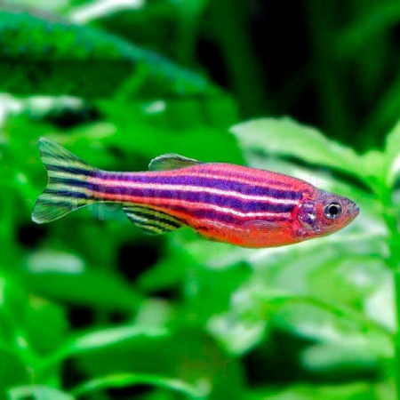 Рыба Данио рерио Розовый M