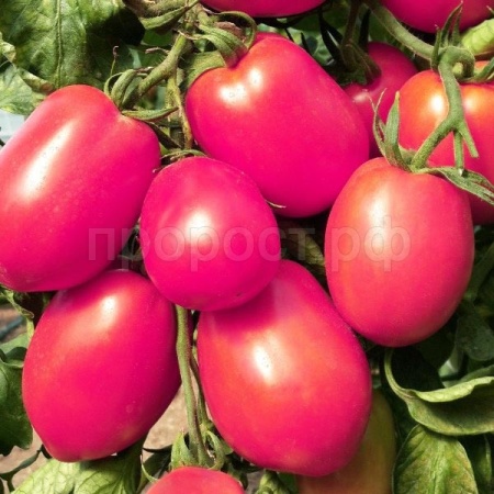 Сембат Томат Де барао Розовый 0,5г XXXL