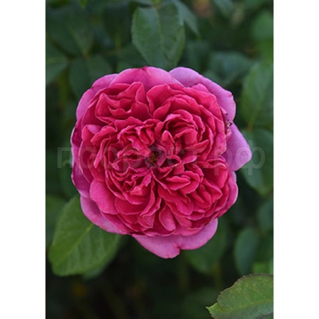 Роза англиская парковая Джеймс Л. Остин Роза англиская парковая Джеймс Л. Остин