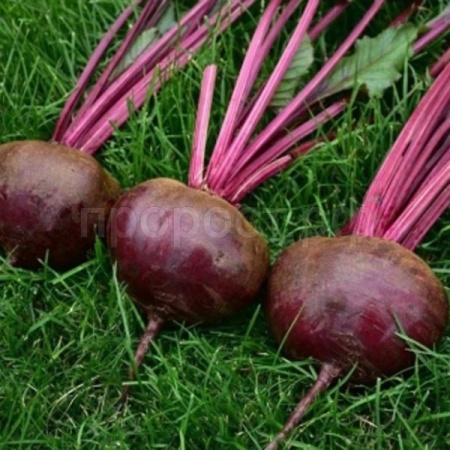 Сембат Свекла Смуглянка 10г XXXL