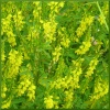 Семена донника желтого 0,25 кг