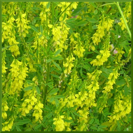 Семена донника желтого 0,25 кг