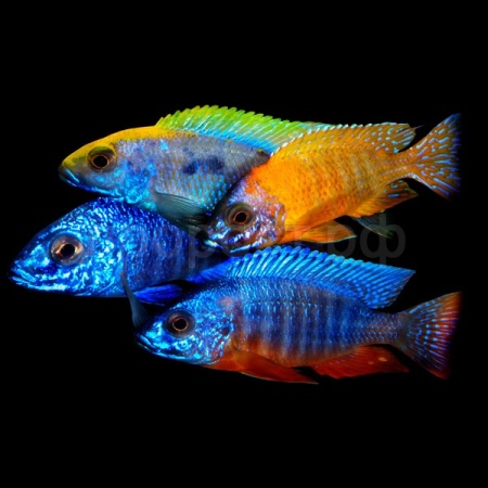 Рыба Цихлида ассорти L