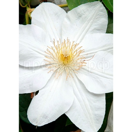 Клематис (капер) Мадам Ле Культр Клематис (капер) Мадам Ле Культр