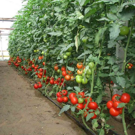 PROROST Томат Волгоградский 5/95 0,2г