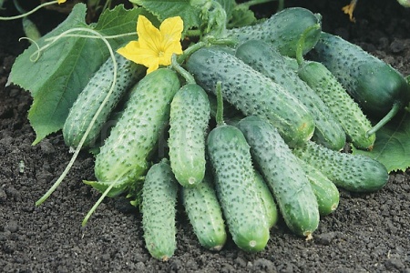 Каприс Огурец Пасамонте F1 20*10шт